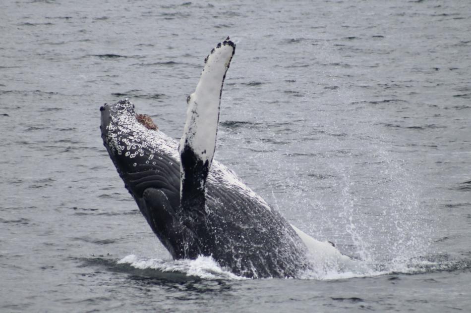 breaching humpback whale raises pectoral fin in the air