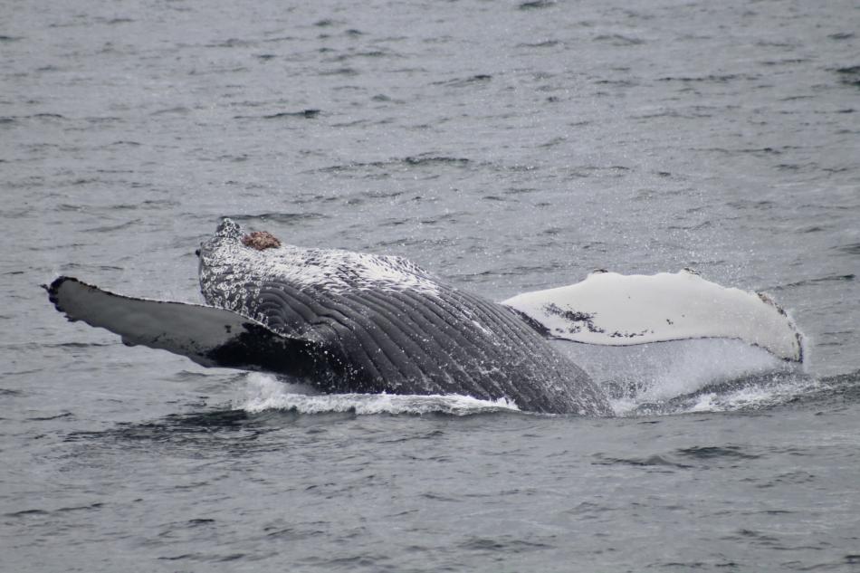 breaching humpback whale
