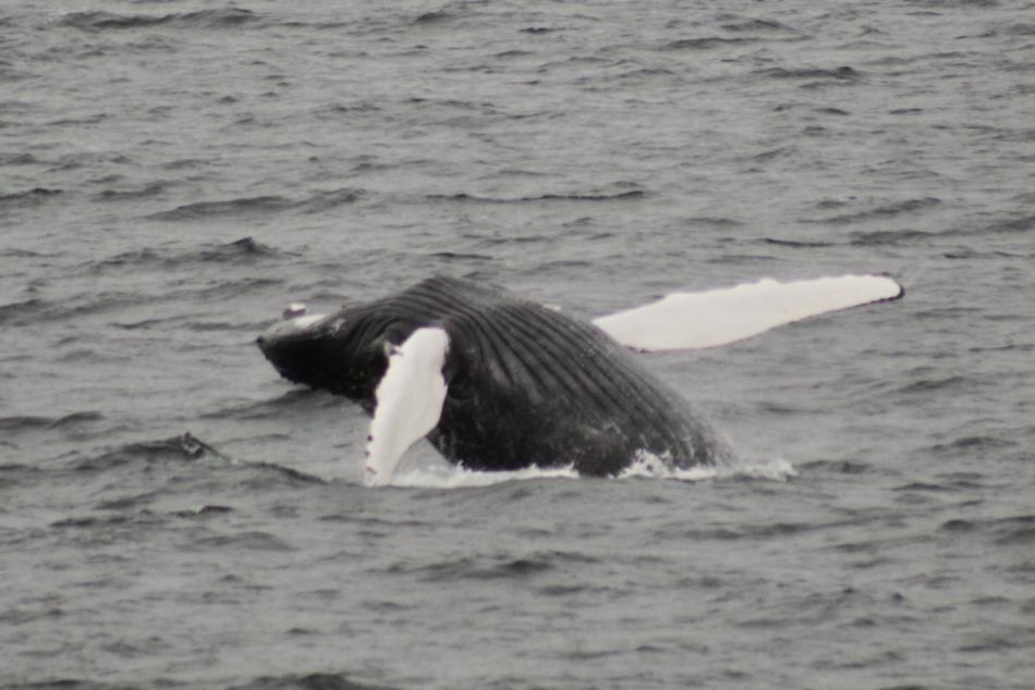 breaching humpback whale