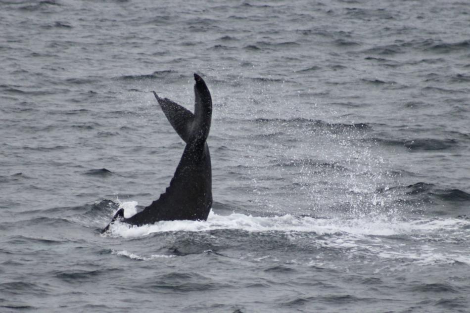 humpback whale fluke high up in the air
