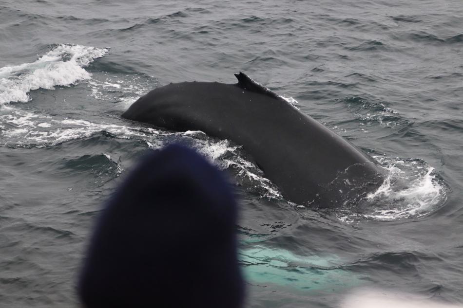 humpback whale close to passenger