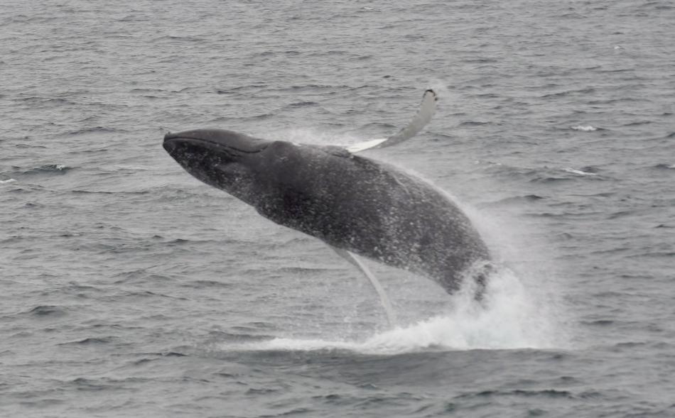 humpback whale breaches out of the water