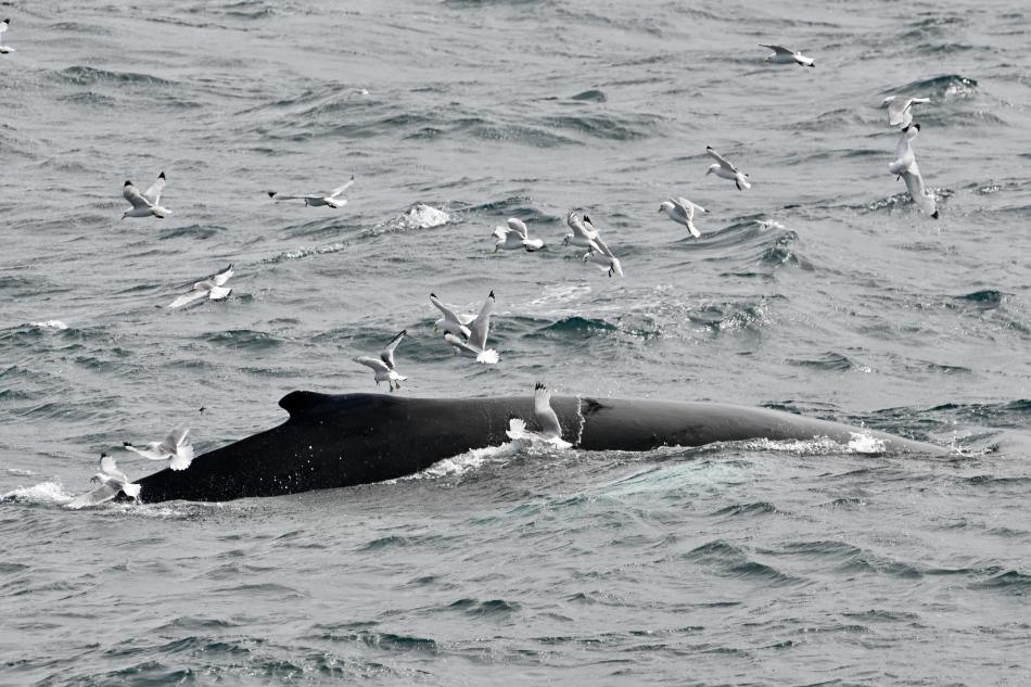 humpback whale dorsal fin surrounded by birds feeding