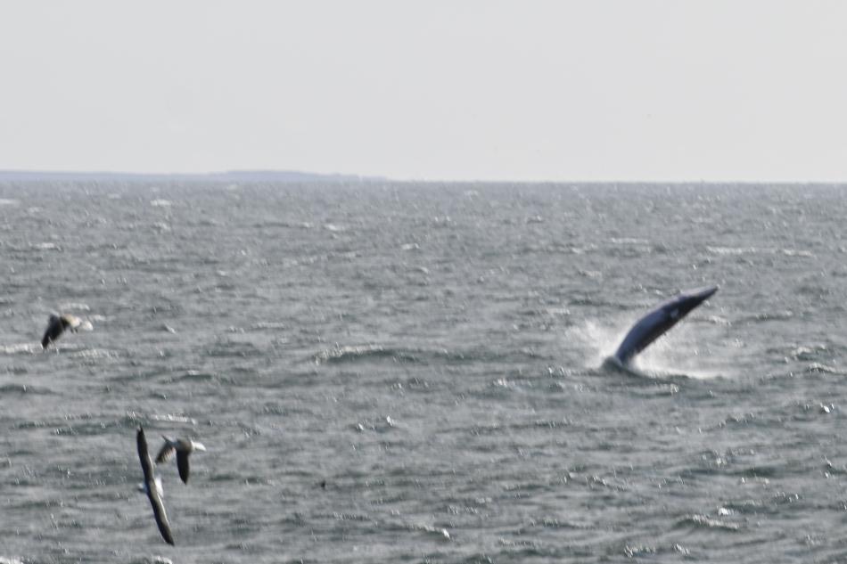 breaching minke whale