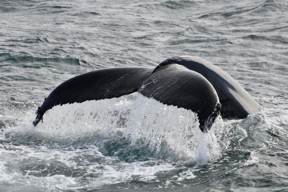 humpback whale fluke with sea water running down it like a waterfall