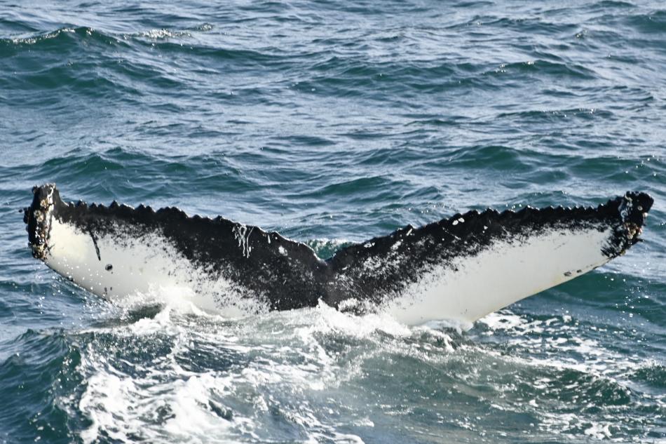 humpback whale fluke
