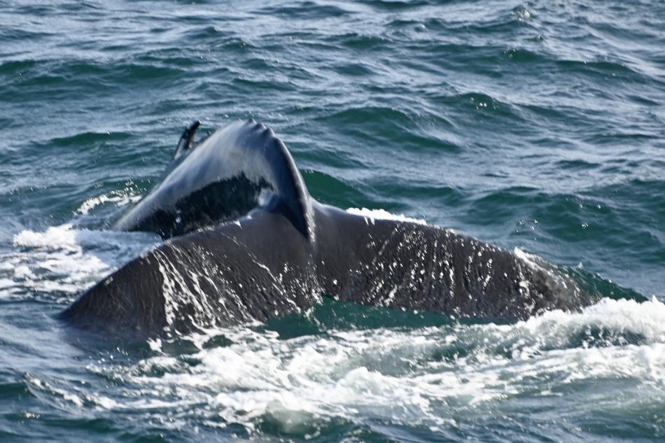 humpback whale fluke