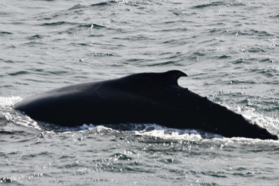 humpback whale dorsal fin