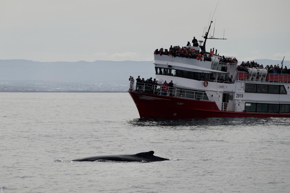 humpback whale in front of our boat Eldey