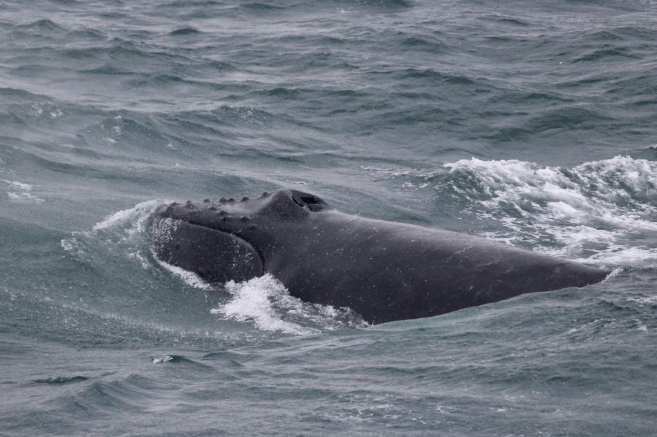 humpback whale