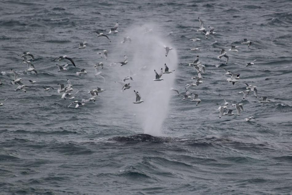 humpback whale blow and birds surrounding it