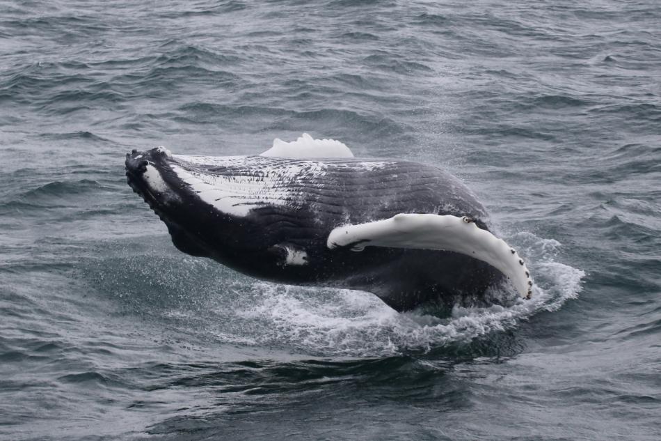 breaching humpback whale