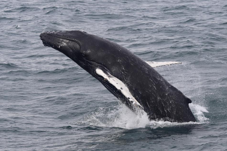 breaching humpback whale