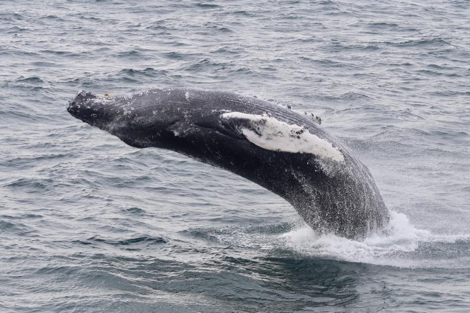 breaching humpback whale