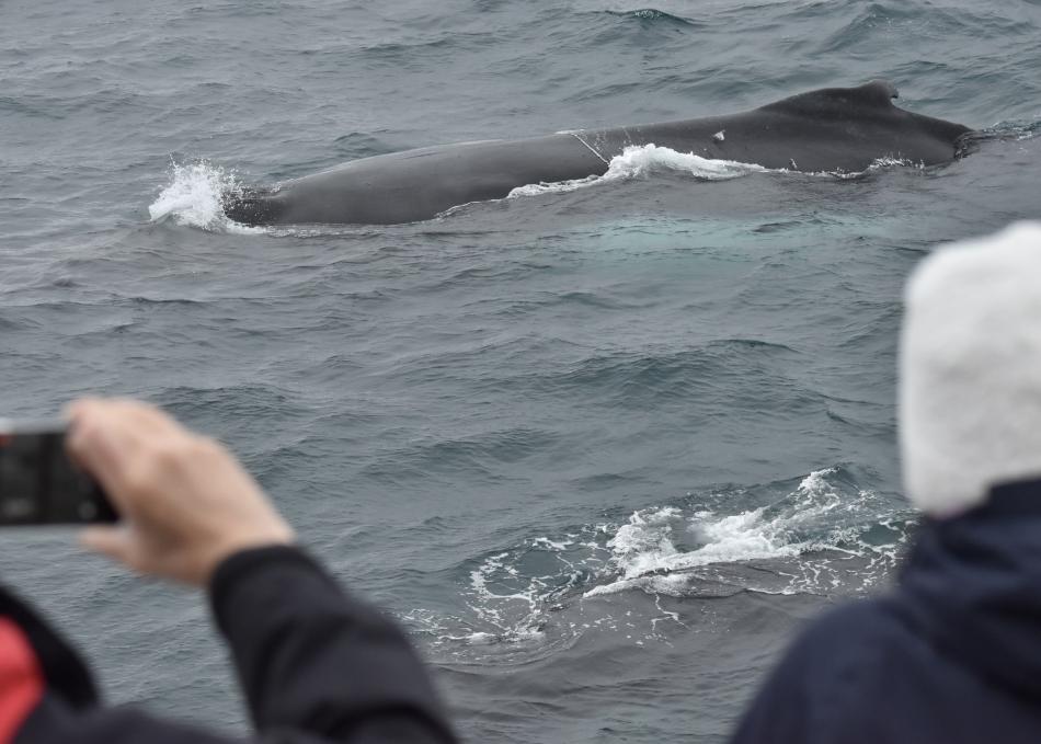 humpback whale close to boat