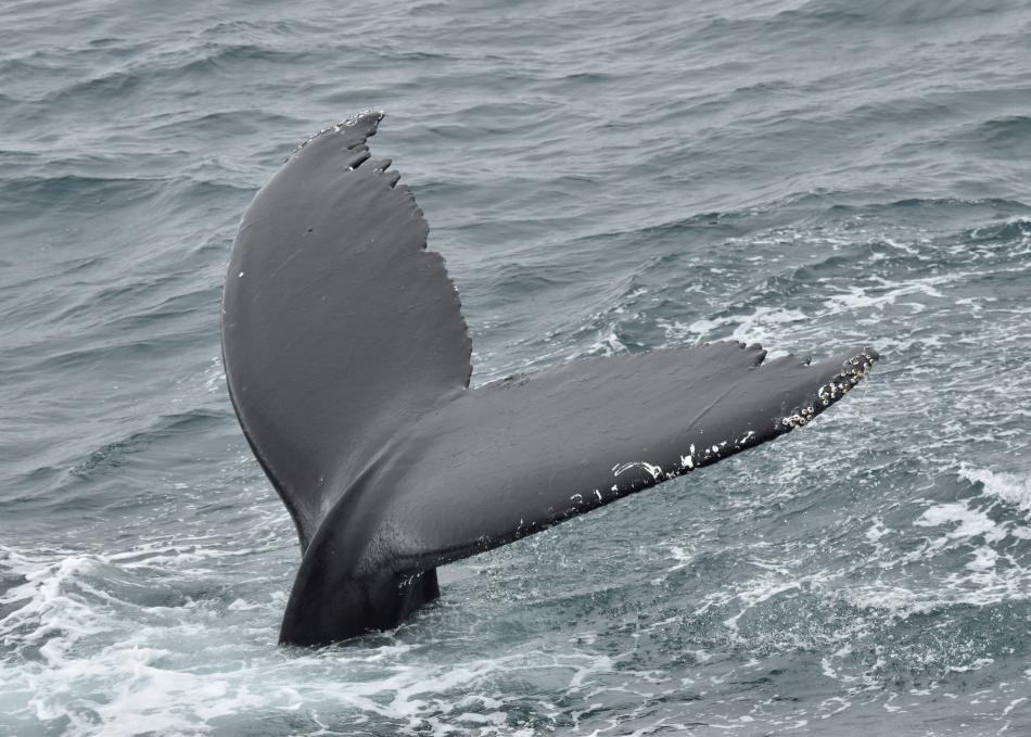 humpback whale fluke