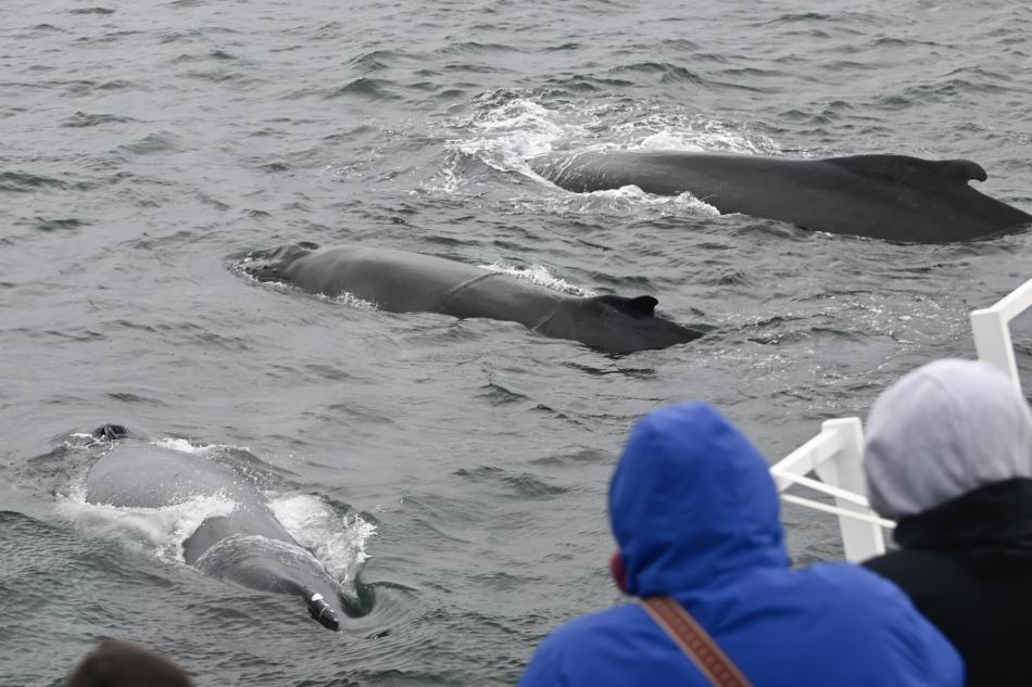 three humpback whale surfacing together right in front of passengers on a boat
