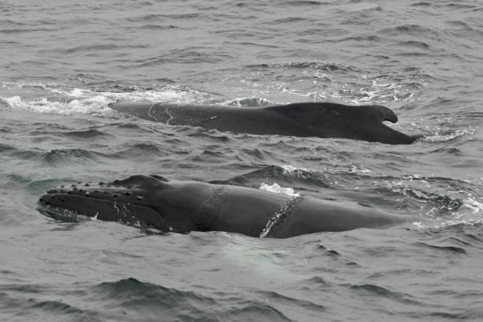 two humpback whales swimming together