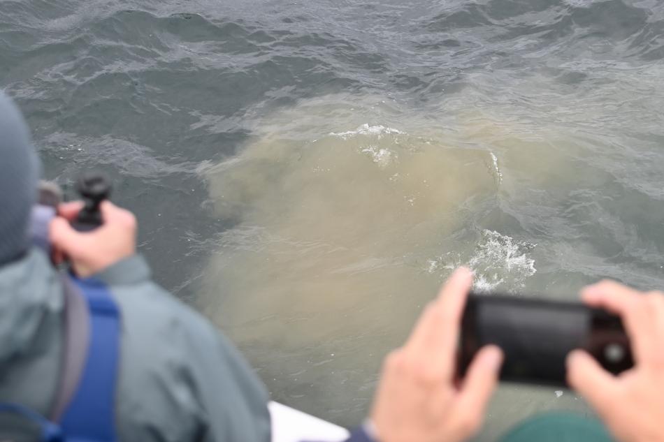 passengers on boat take pictures of whale poop in the ocean