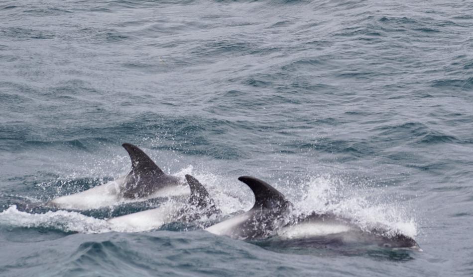 three white-beaked dolphins surface at the same time
