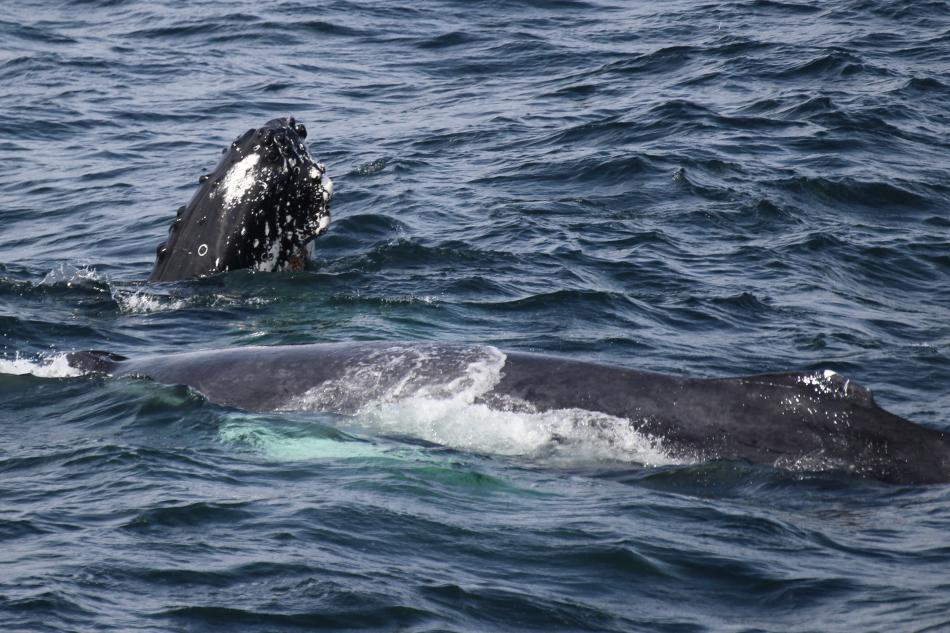 one humpback whale surfaces in front of another doing spyhops