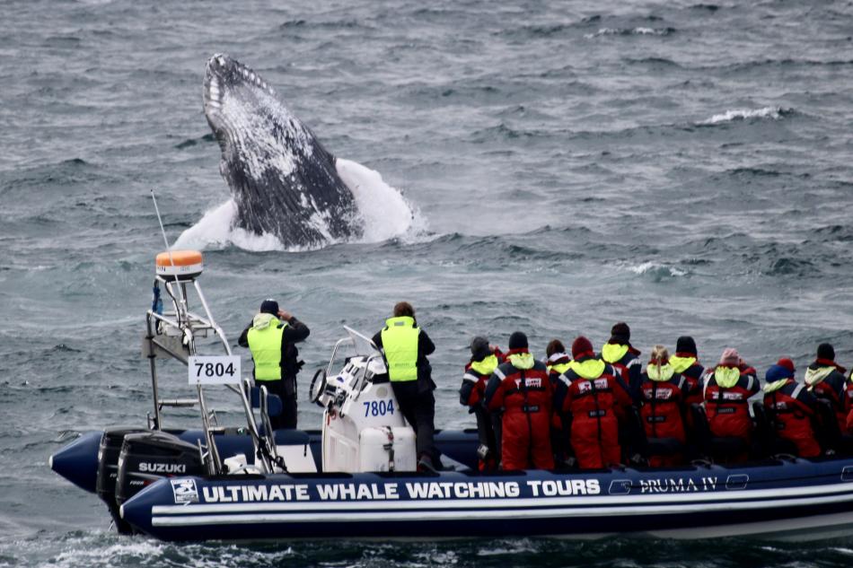 humpback whale breaches in front of Whale Safari RIB boat and passsengers