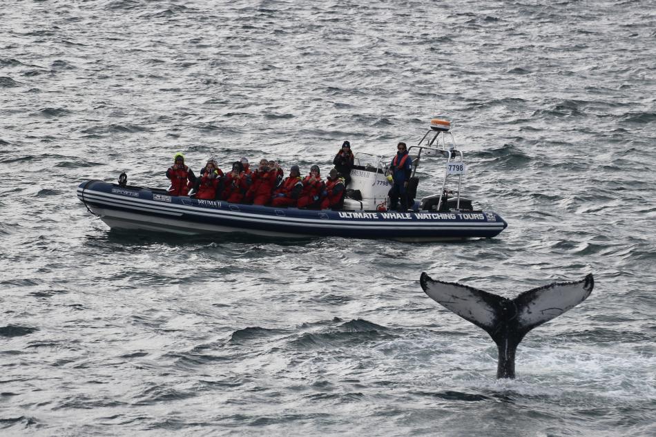 Whale Safari RIB boat next to humpback whale fluke