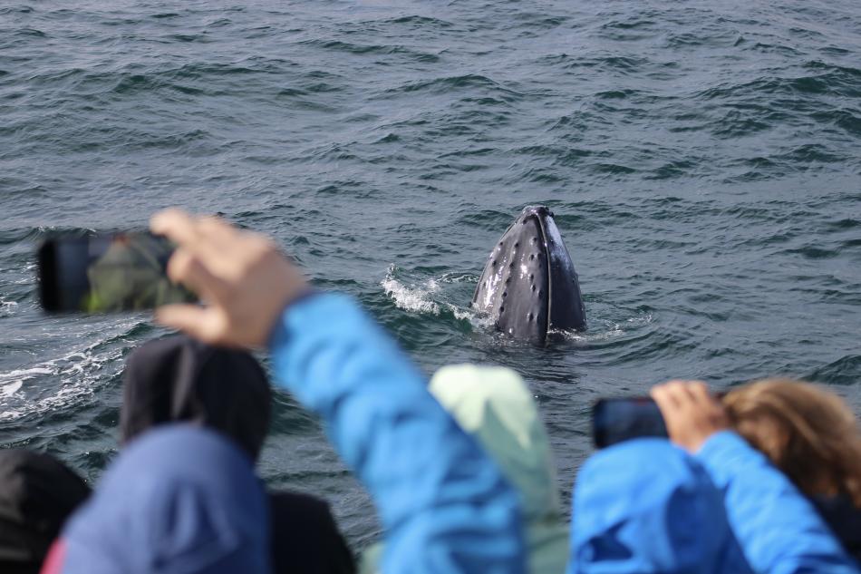 passengers photograph humpback whale's face