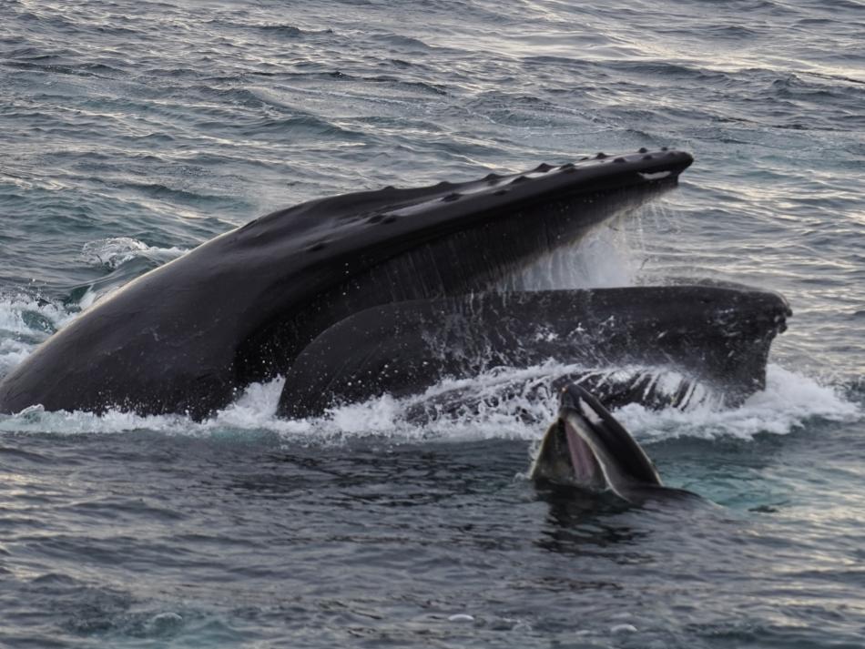 mother and calf pair humpback whales feeding with open mouths at the surface