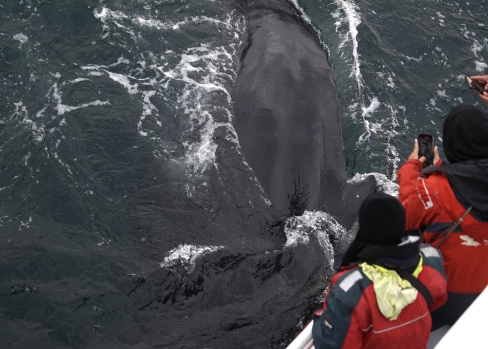 humpback whale surfaces very close to boat and onlooking passengers