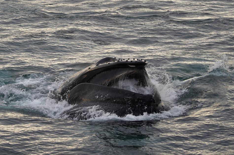 humpback whale lunge feeds