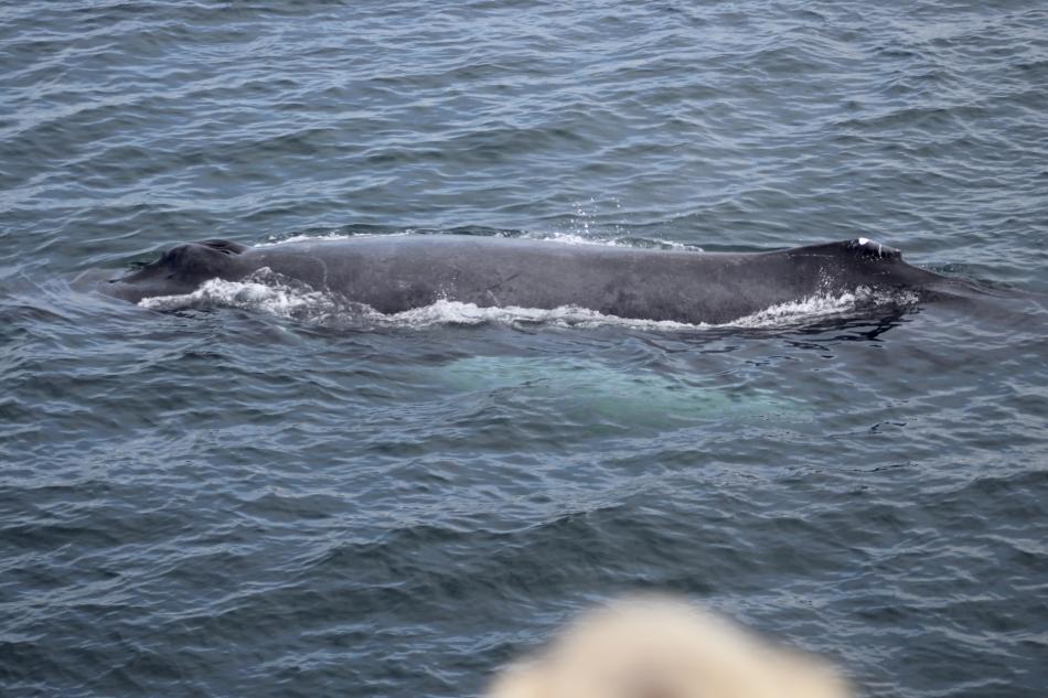 humpback whale surfaces