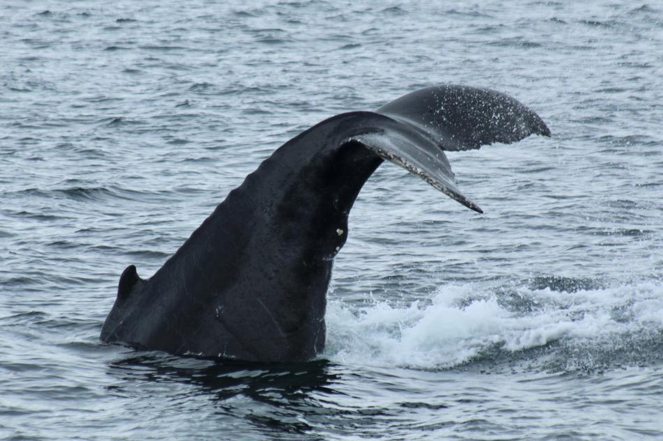 humpback whale throws tail high in the air