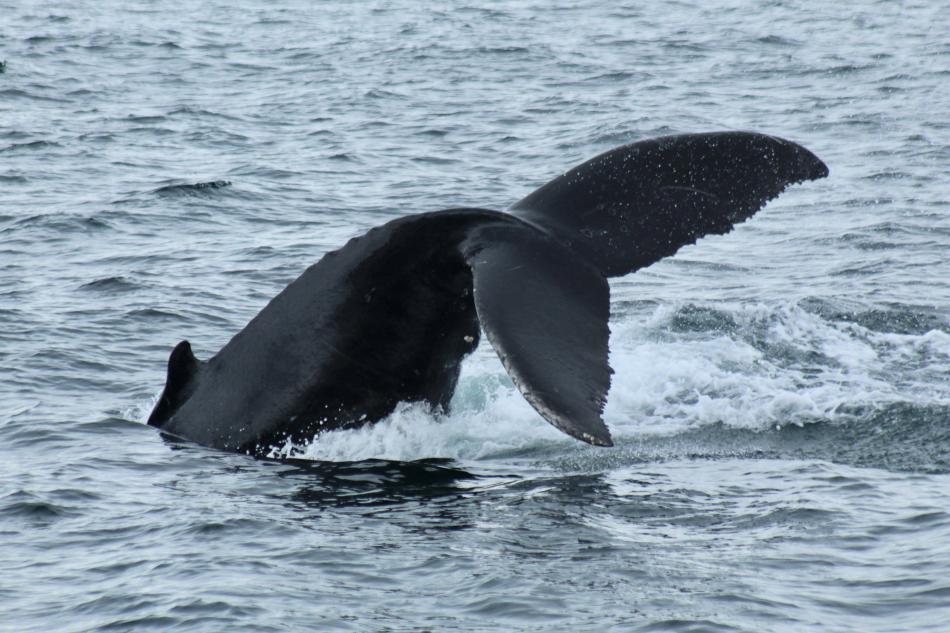 humpback whale throws its peduncle and fluke in the air