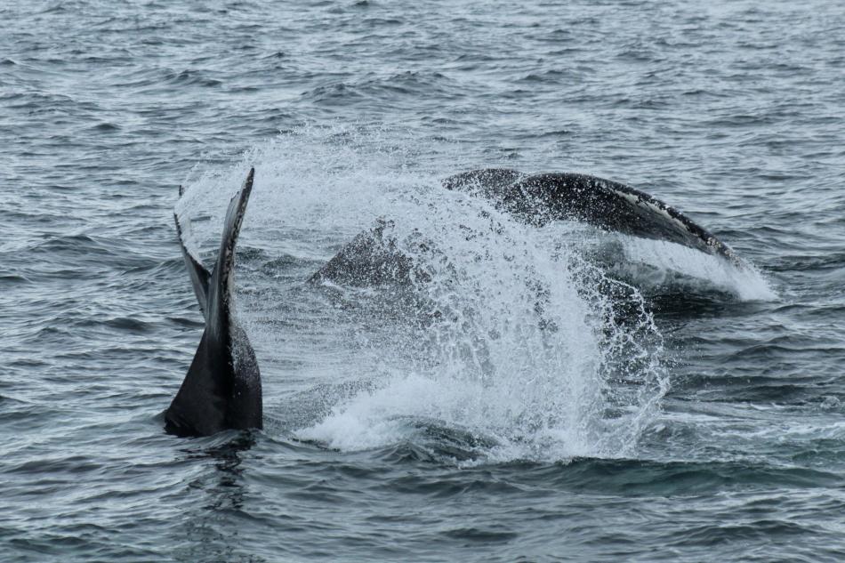 baby humpback whale learns to tail slap