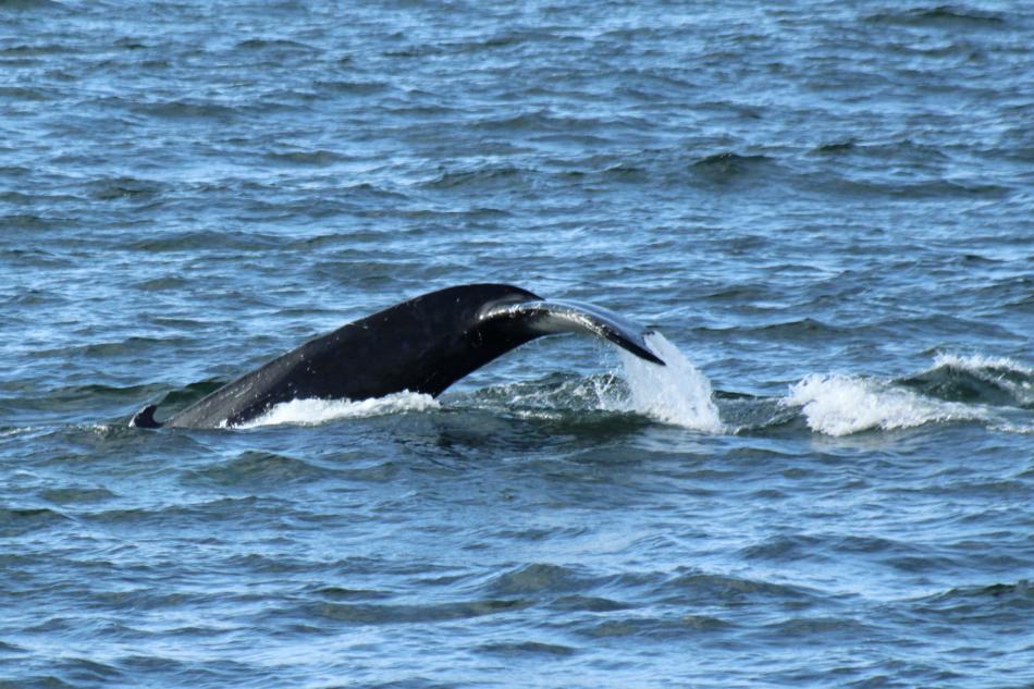 humpback whale fluke
