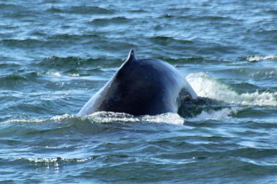 humpback whale dorsal fin