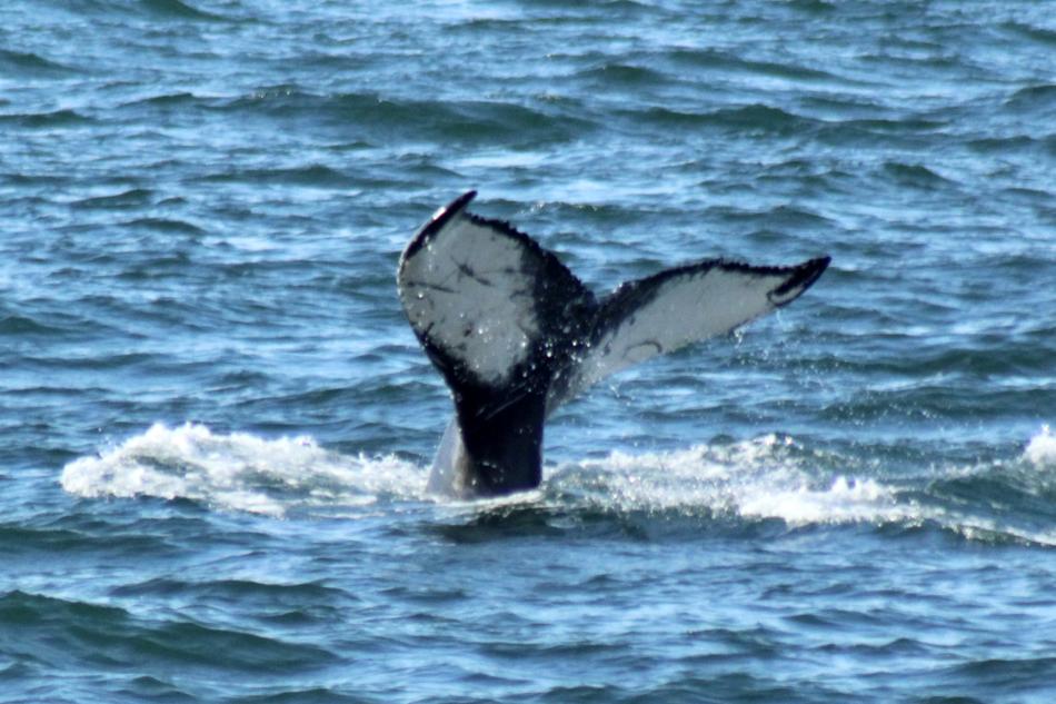 humpback whale fluke