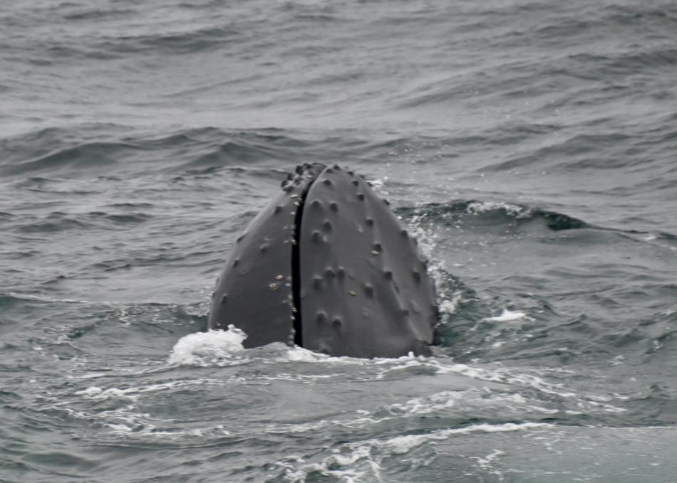 humpback whale face