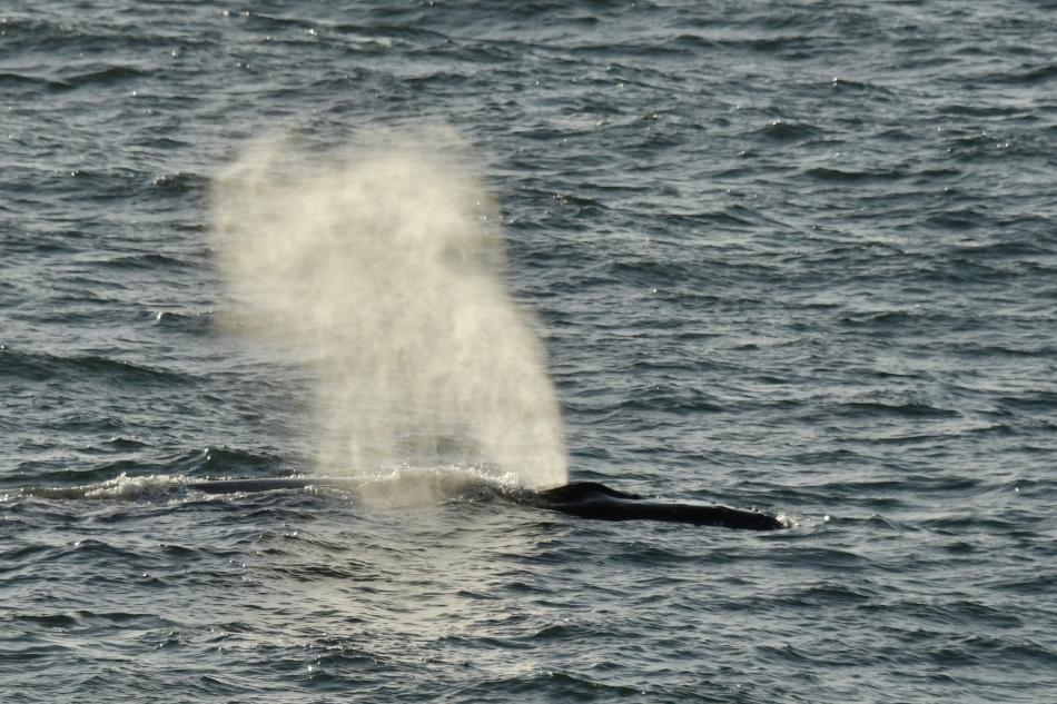 humpback whale blowing air