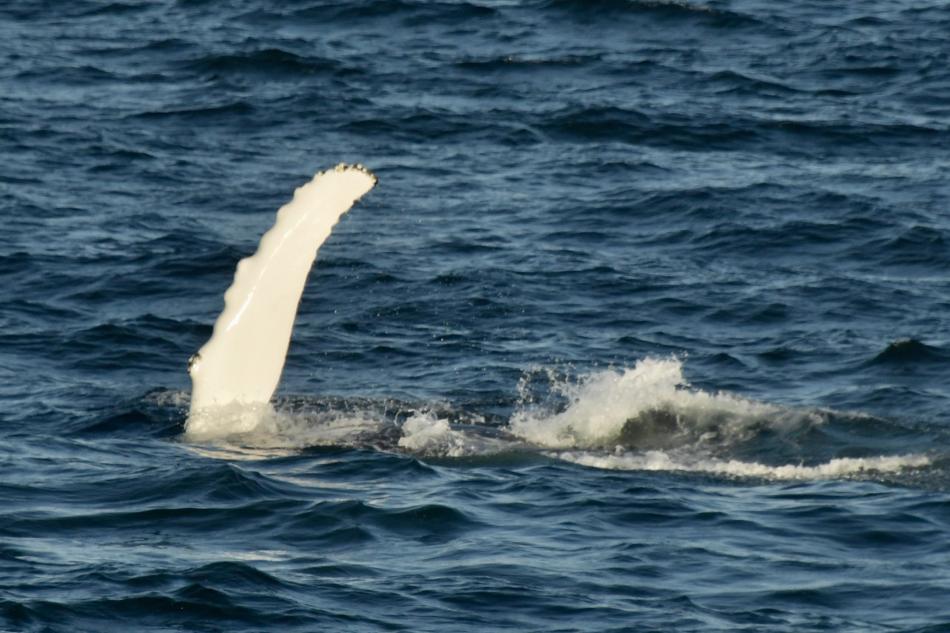 humpback whale pectoral fin