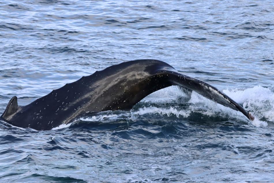 humpback whale fluke