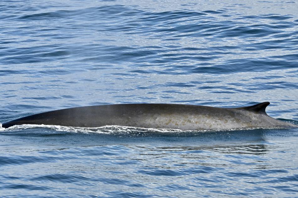 fin whale back