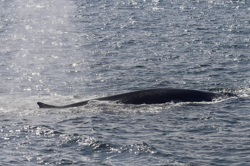 fin whale dorsal fin