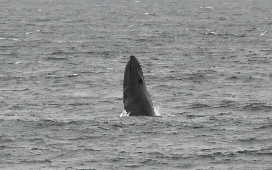 humpback whale breaching