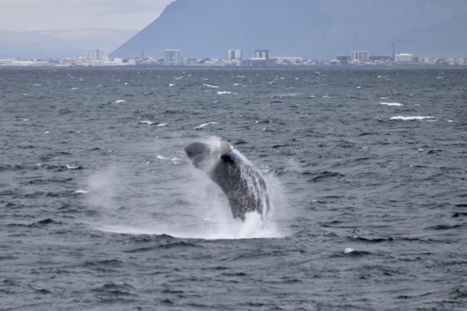 humpback whale breaching