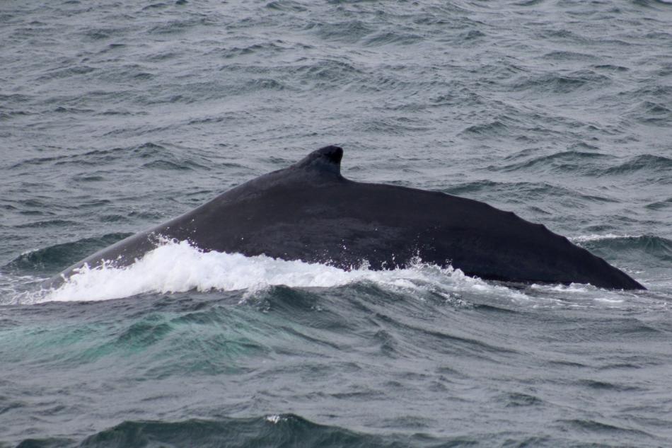 humpback whale dorsal fin