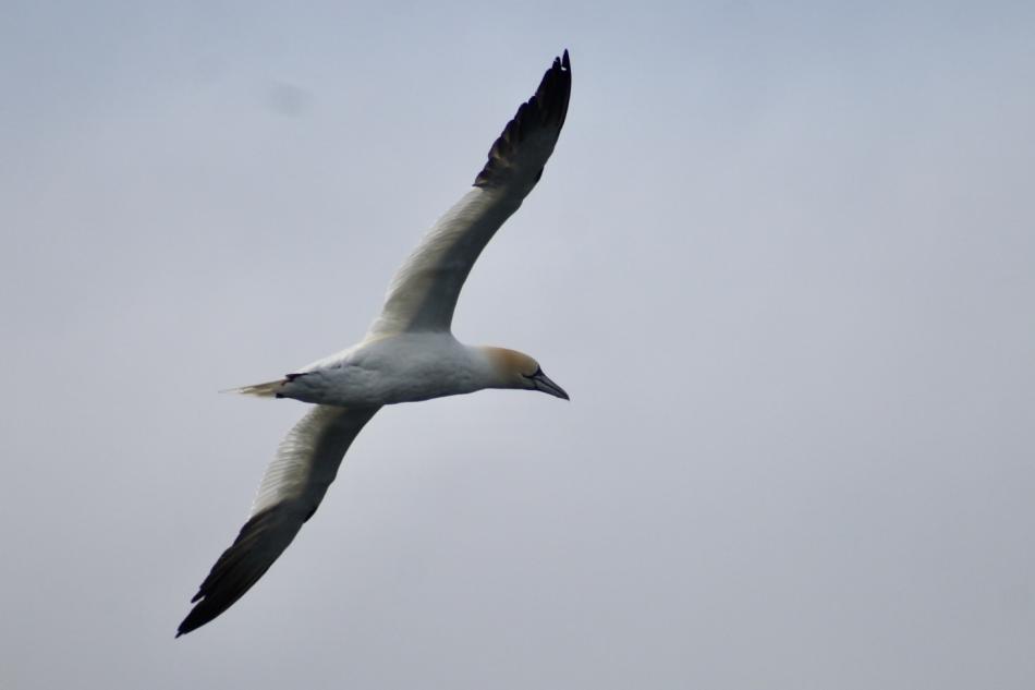 northern gannet
