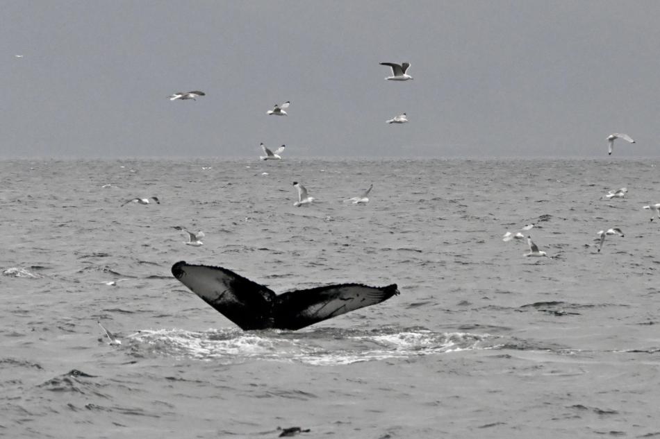 humpback whale fluke