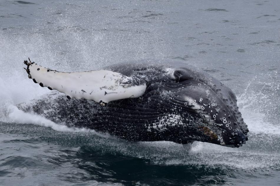 breaching humpback whale